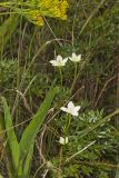 Grass of Parnassus, Parnassia glauca