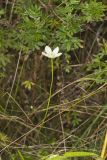Grass of Parnassus, Parnassia glauca