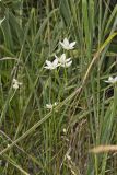 Grass of Parnassus, Parnassia glauca