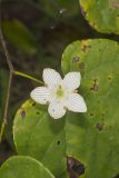 Grass of Parnassus, Parnassia glauca