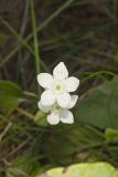 Grass of Parnassus, Parnassia glauca