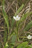 Grass of Parnassus, Parnassia glauca