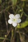 Grass of Parnassus, Parnassia glauca