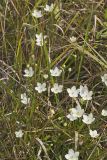 Grass of Parnassus, Parnassia glauca