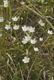 Grass of Parnassus, Parnassia glauca