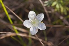 Parnassiaceae, Parnassia Family