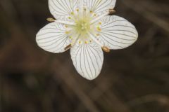 Grass of Parnassus, Parnassia glauca