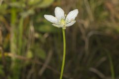 Grass of Parnassus, Parnassia glauca