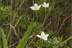 Grass of Parnassus, Parnassia glauca