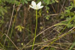 Grass of Parnassus, Parnassia glauca