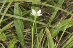 Grass of Parnassus, Parnassia glauca