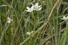 Grass of Parnassus, Parnassia glauca