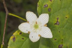 Grass of Parnassus, Parnassia glauca