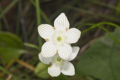 Grass of Parnassus, Parnassia glauca
