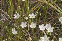 Grass of Parnassus, Parnassia glauca