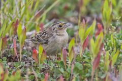 Grasshopper Sparrow, Ammodramus savannarum