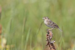 Grasshopper Sparrow, Ammodramus savannarum