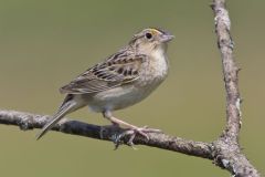 Grasshopper Sparrow, Ammodramus savannarum