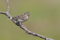 Grasshopper Sparrow, Ammodramus savannarum