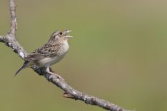 Grasshopper Sparrow, Ammodramus savannarum