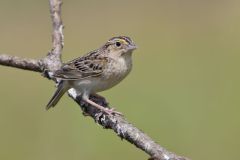 Grasshopper Sparrow, Ammodramus savannarum