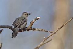Gray Catbird