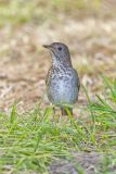 Gray-cheecked Thrush, Catharus minimus