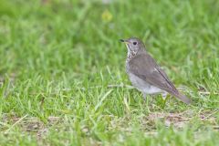 Gray-cheecked Thrush, Catharus minimus