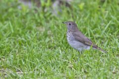 Gray-cheecked Thrush, Catharus minimus