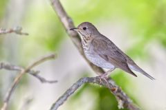 Gray-cheecked Thrush, Catharus minimus