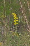 Gray Goldenrod, Solidago nemoralis