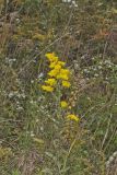 Gray Goldenrod, Solidago nemoralis