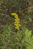 Gray Goldenrod, Solidago nemoralis
