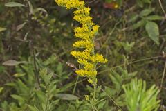 Gray Goldenrod