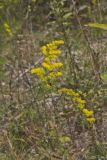 Gray Goldenrod, Solidago nemoralis