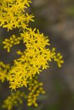 Gray Goldenrod, Solidago nemoralis