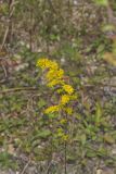 Gray Goldenrod, Solidago nemoralis