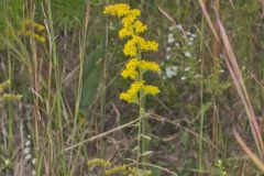 Gray Goldenrod, Solidago nemoralis