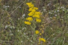 Gray Goldenrod, Solidago nemoralis