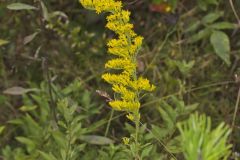 Gray Goldenrod, Solidago nemoralis