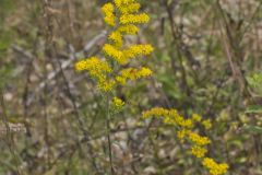 Gray Goldenrod, Solidago nemoralis