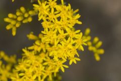 Gray Goldenrod, Solidago nemoralis