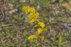 Gray Goldenrod, Solidago nemoralis