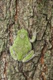 Gray Tree Frog, Hyla versicolor