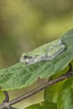 Gray Tree Frog, Hyla versicolor