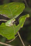 Gray Tree Frog, Hyla versicolor