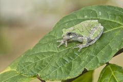 Gray Tree Frog, Hyla versicolor