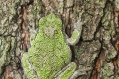 Gray Tree Frog, Hyla versicolor