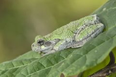 Gray Tree Frog, Hyla versicolor