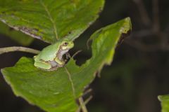Gray Tree Frog, Hyla versicolor